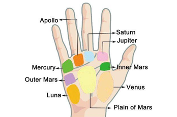 Mounts of Hands in palmistry